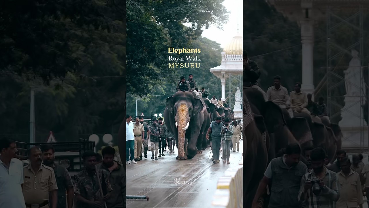 Elephant parade - Mysuru Dasara 2025. [Namma Mysuru Dasara, Jamboo savari] #mysoredussehra