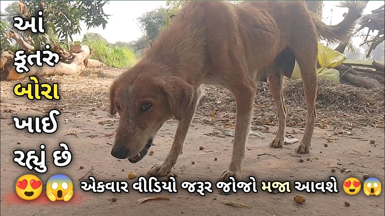 આવું કૂતરું તમે ક્યાંય નહિ જોયું હોય 😍😱🤣 #youtubevideo #100kview 