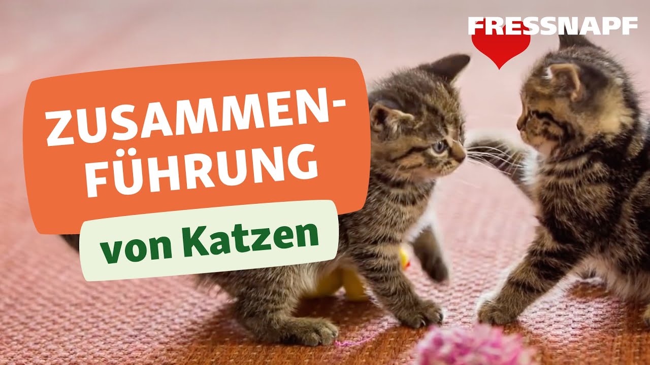 Vergesellschaftung von Katzen: So klappt die Zusammenf&uuml;hrung