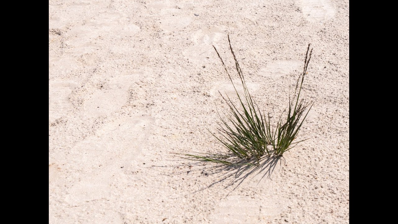 De Pelikaan (Onder het wuivende gras)