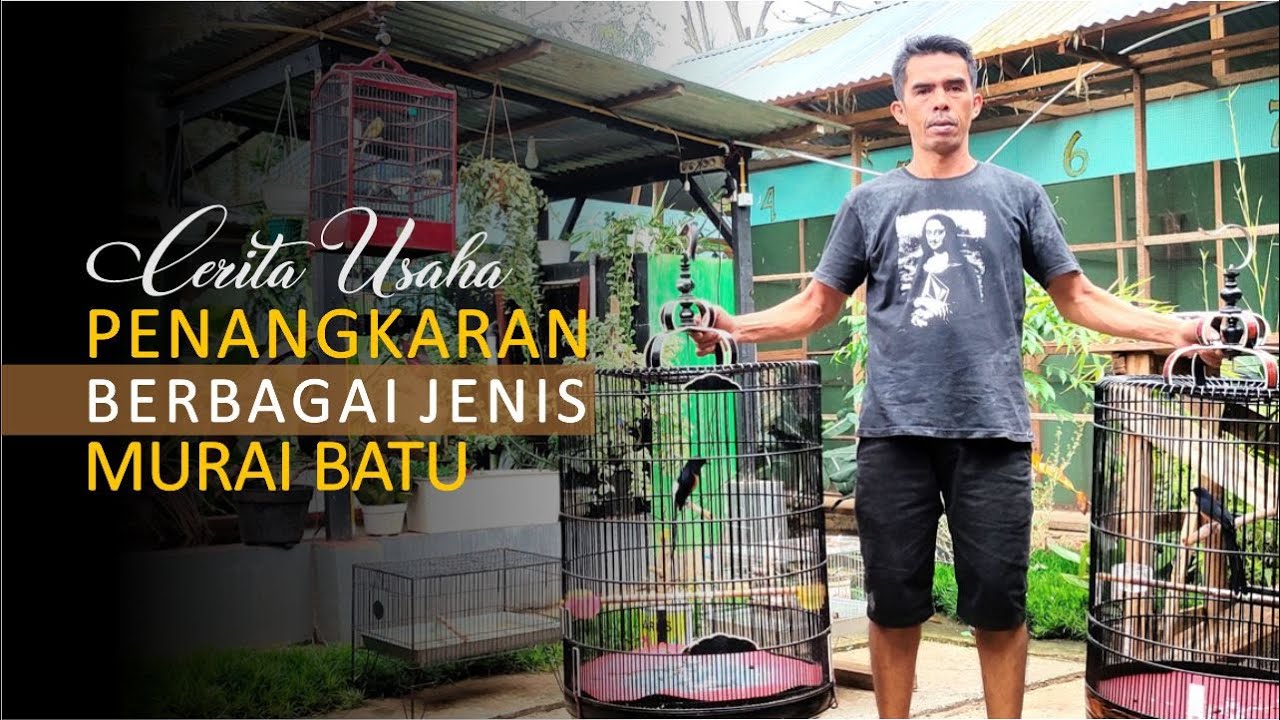 Penangkaran Berbagai Jenis Burung Murai Batu Terbesar di Payakumbuh – Cara Ternak Murai Batu
