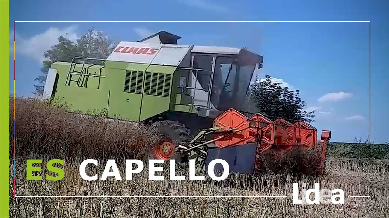 Zbi&oacute;r rzepaku ES Capello | G.R. Grudynia Wielka | LIDEA