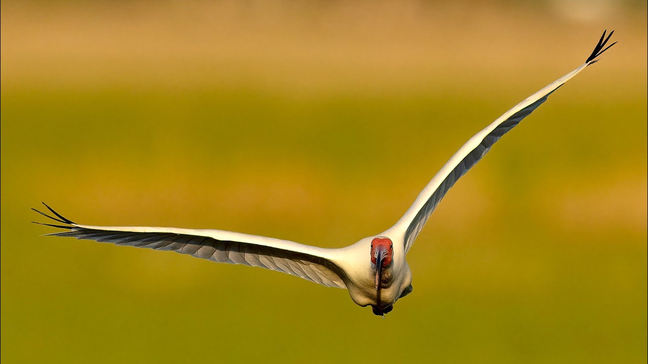 Bird Photography and an Electric Bike! - Too Much Fun - White Ibis Rookery - Sony A1