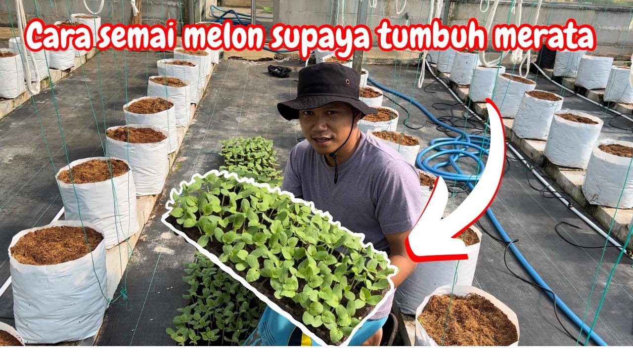 CARA SEMAI MELON DARI BIJI - MENANAM MELON