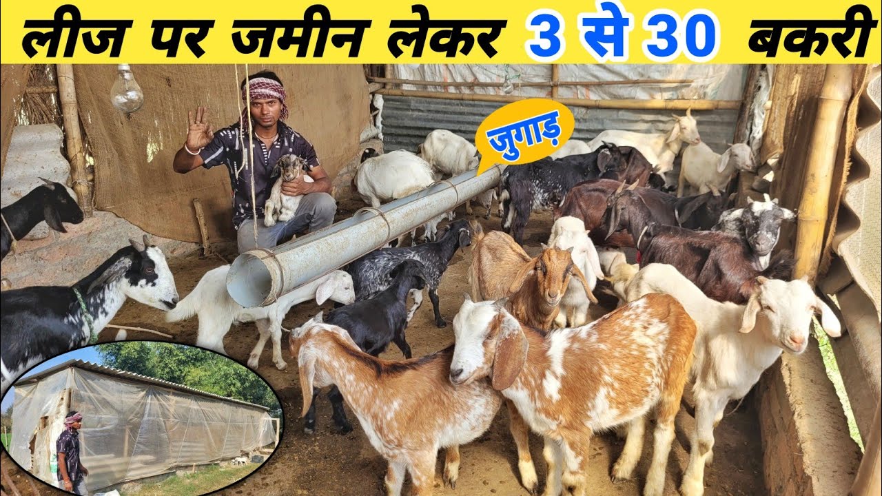 लीज पर जमीन लेकर शुरू किया बकरी पालन के साथ मुर्गी | Goat farming in hindi
