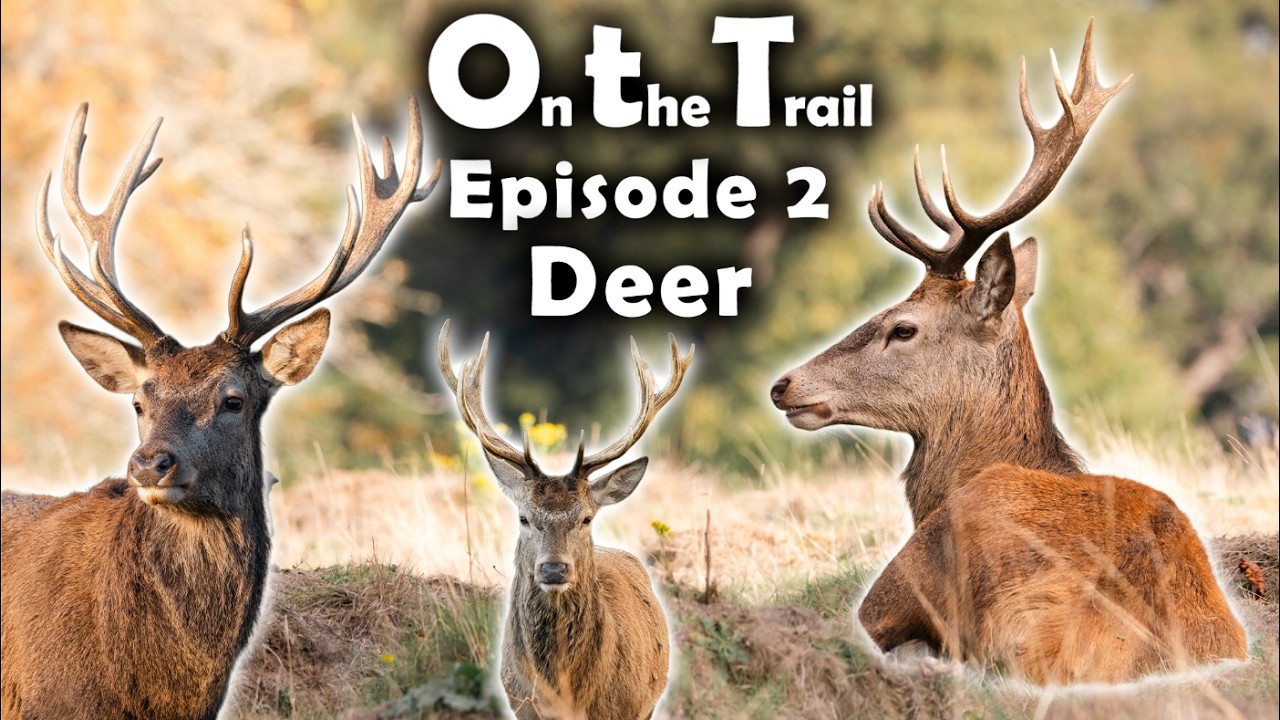 On the Trail - Episode 2 - Deer