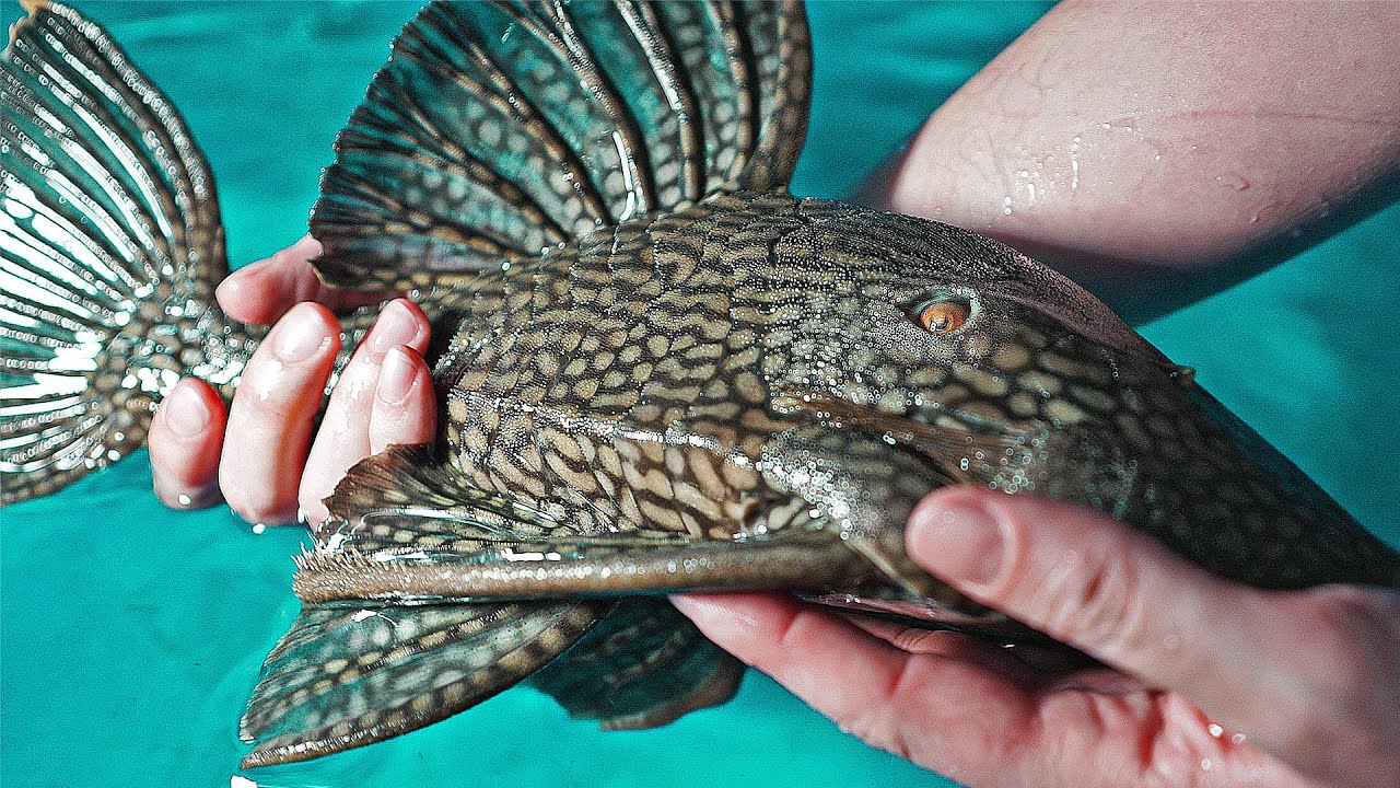 We Got To SEE a Brand NEW PLECO Species!