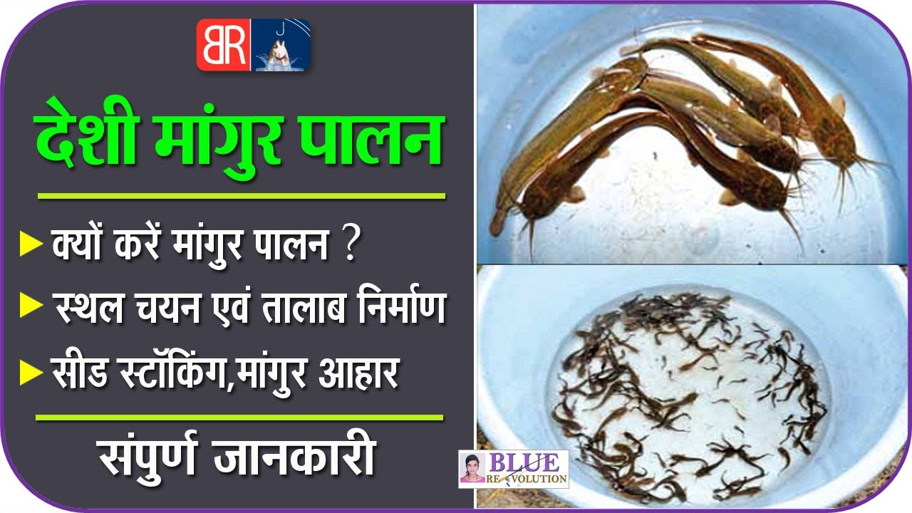 देसी मांगुर मछली पालन पूरी जानकारी | Desi Magur Fish Farming | Catfish Farming | Blue Revolution