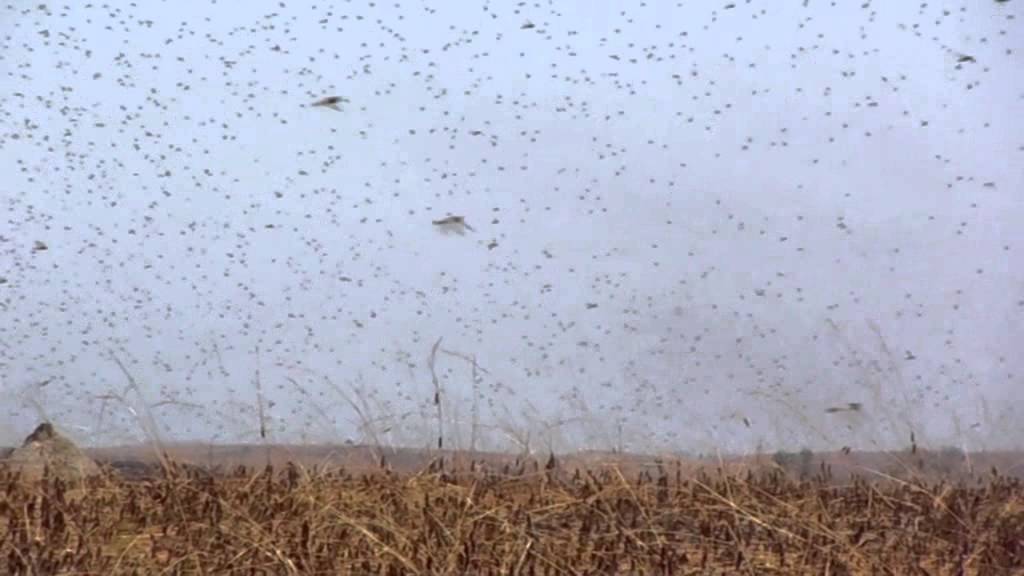 Malagasy Migratory Locust swarm / Essaim du Criquet migrateur malgache
