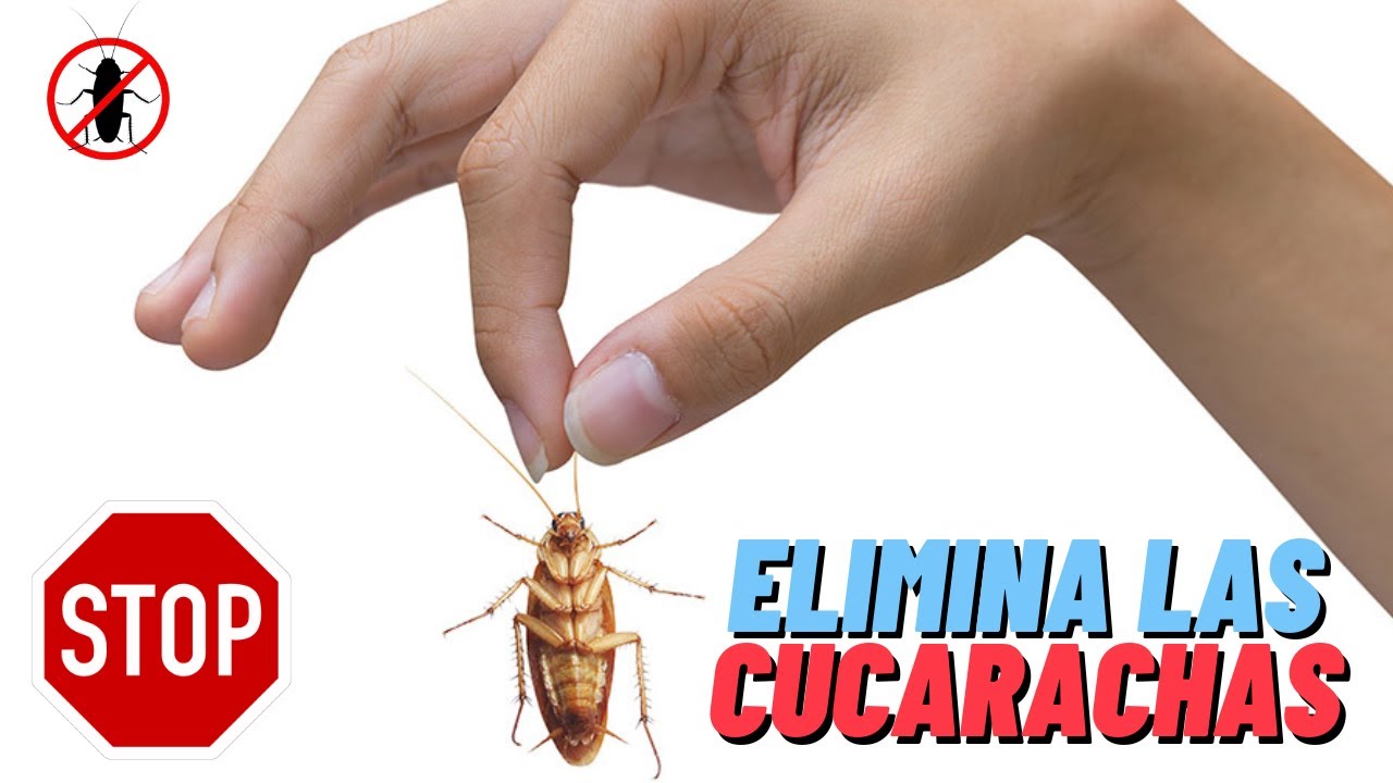 CÓMO ACABAR CON LAS CUCARACHAS Y EVITAR QUE VUELVAN