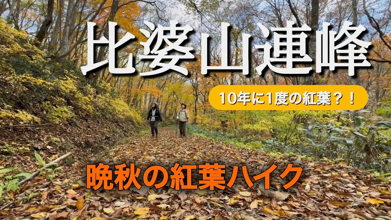 【広島登山 / 晩秋比婆山連峰】10年に1度の紅葉⁈ひろしま県民の森から立烏帽子山・池の段の林道で紅葉を楽しみます！2025.11.14