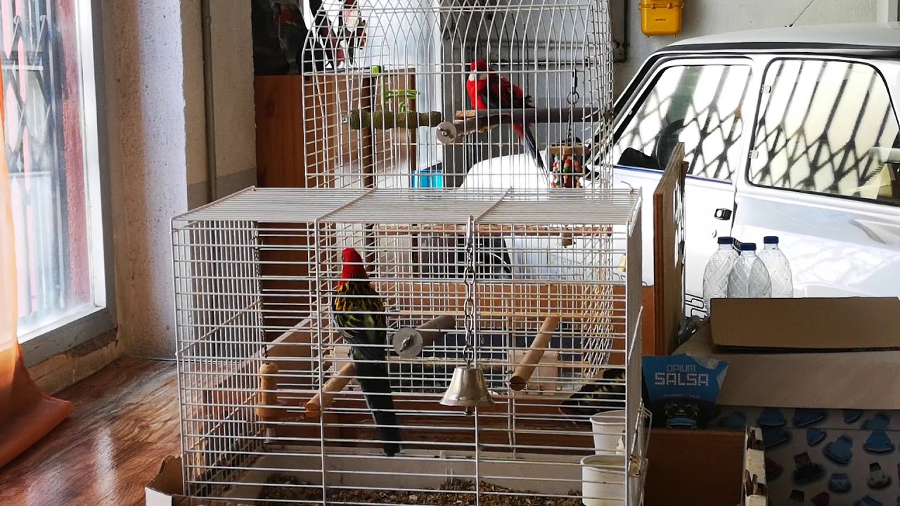 Rosellas cantando