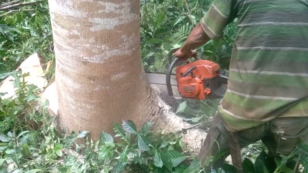 Chainsaw new west : tebang pohon sengon diameter 150 cm