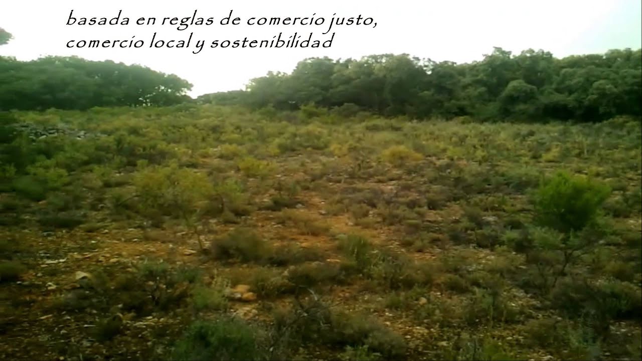 ecocolmena - apicultura de responsabilidad compartida