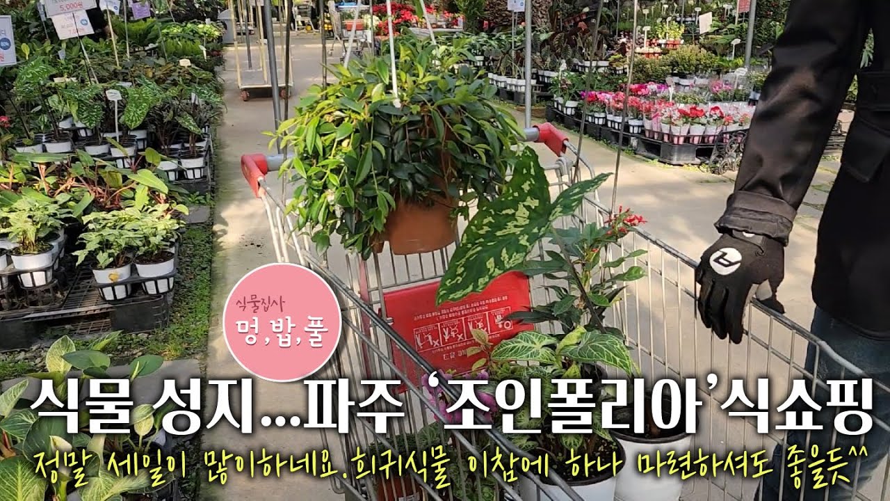 제라늄,쇼핑 파주 조인폴리아,희귀식물들이 많은 곳