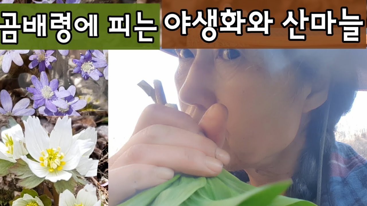 곰배령 풀꽃들과 명이나물을 만나러  가는 길