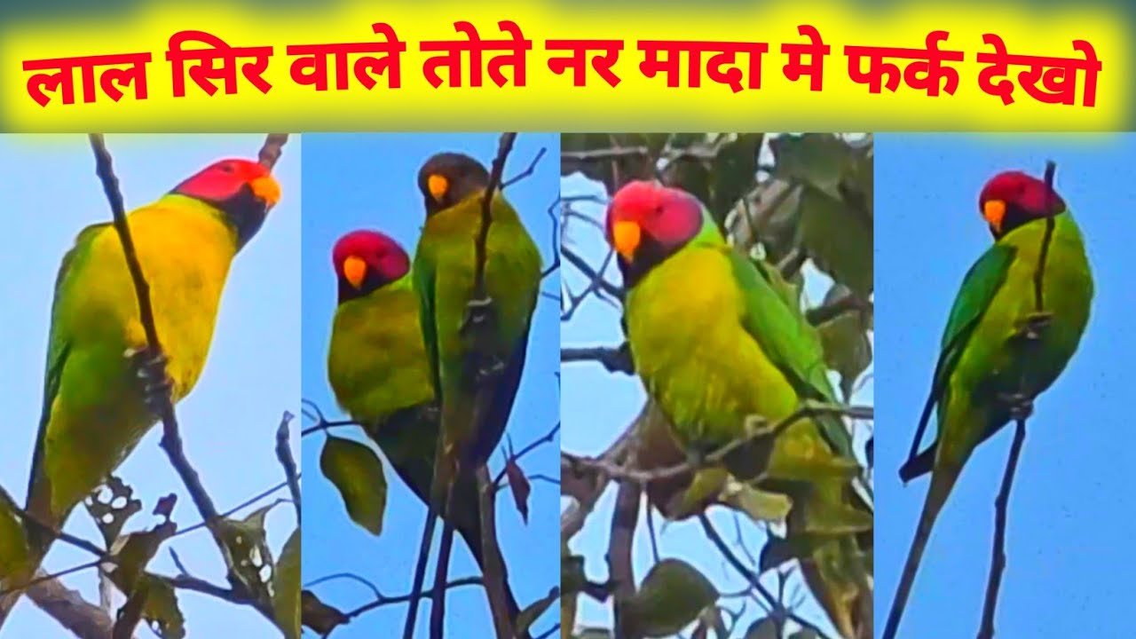 लाल सिर वाले तोते नर मादा में फर्क  🦜 Plum Headed Parakeets Life , Psittacula cyanocephala Parrot 