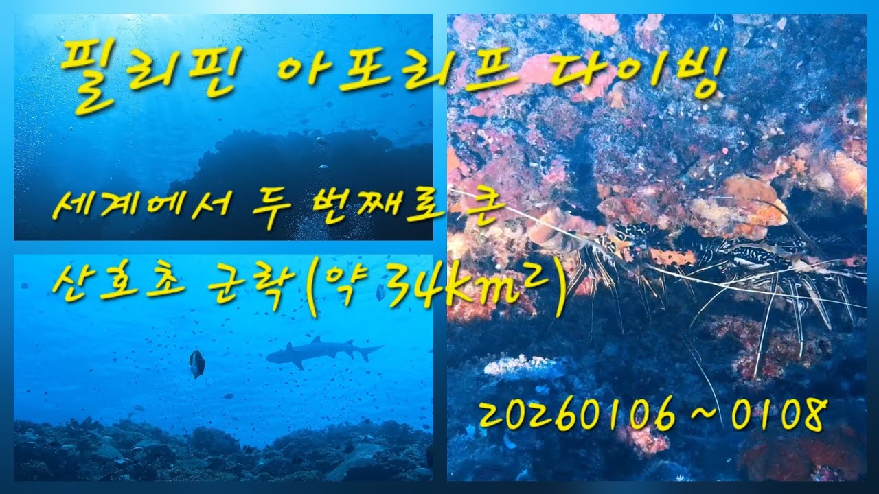 필리핀 아포리프 다이빙(20260106~0108)