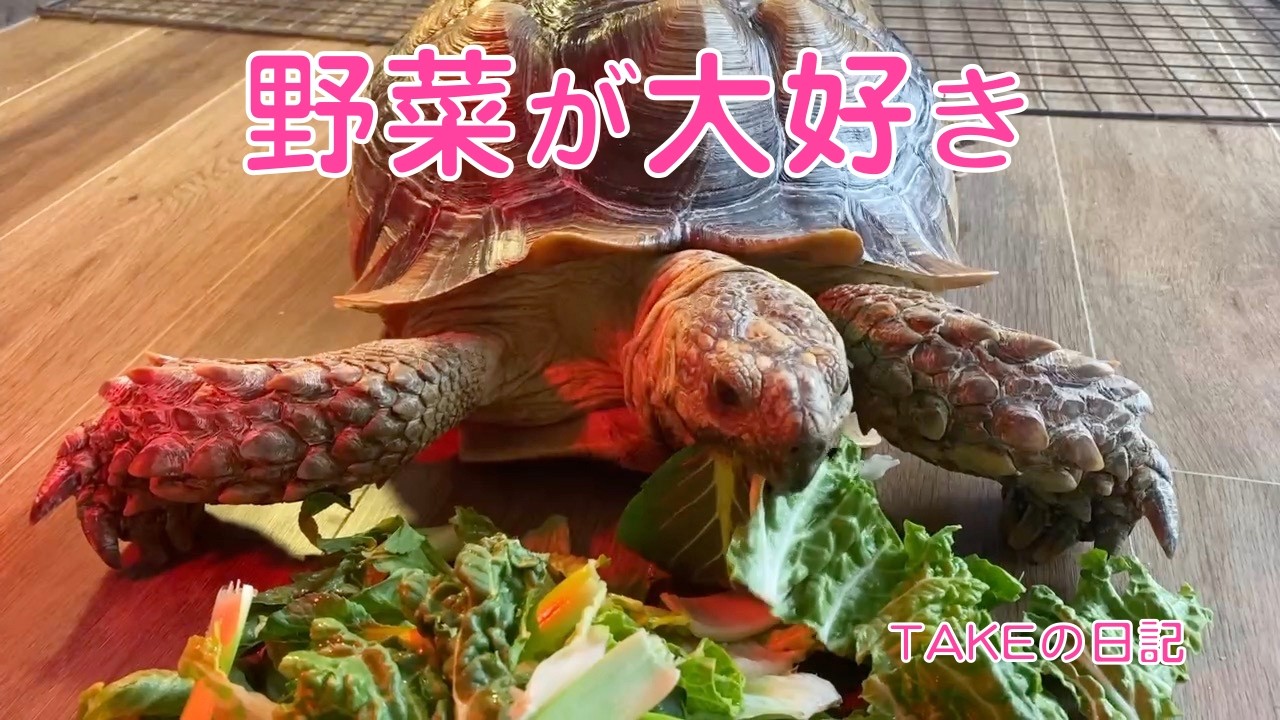 ケズ君はお野菜が大好きです