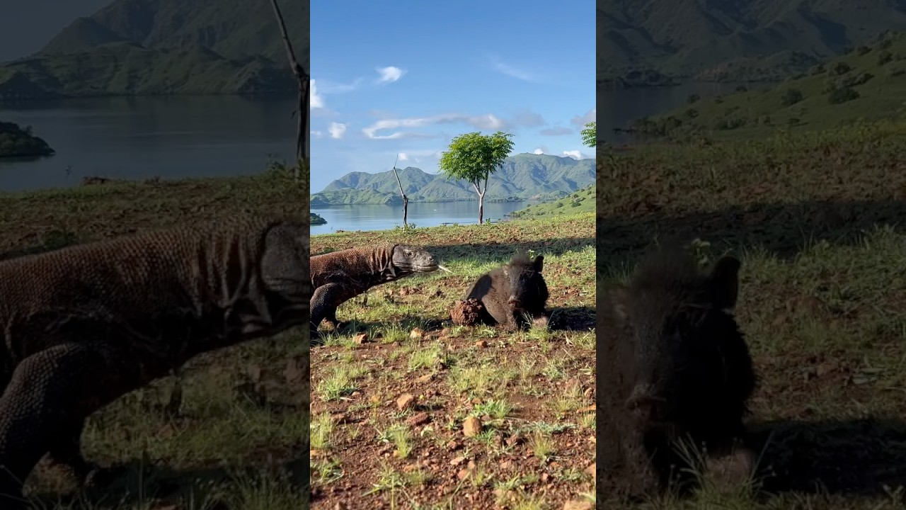 Komodo eating a pig alive