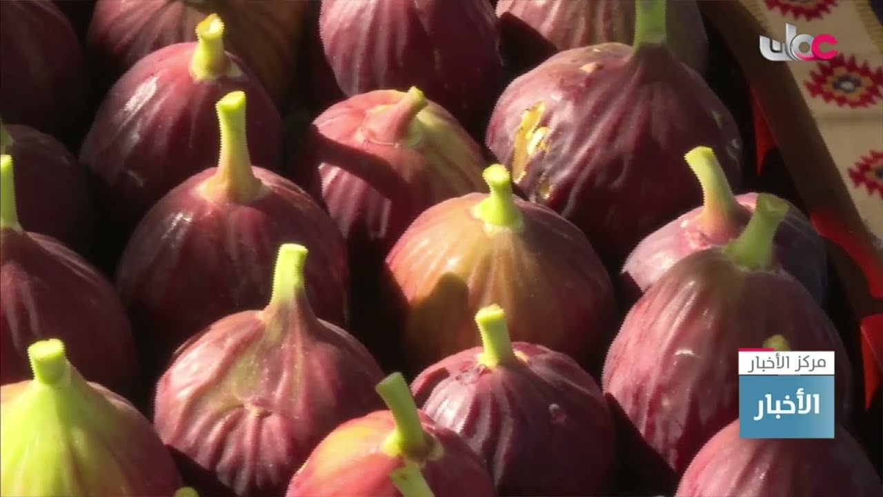 تقرير | بدء موسم جني ثمار التين في مزارع محافظة الظاهرة.