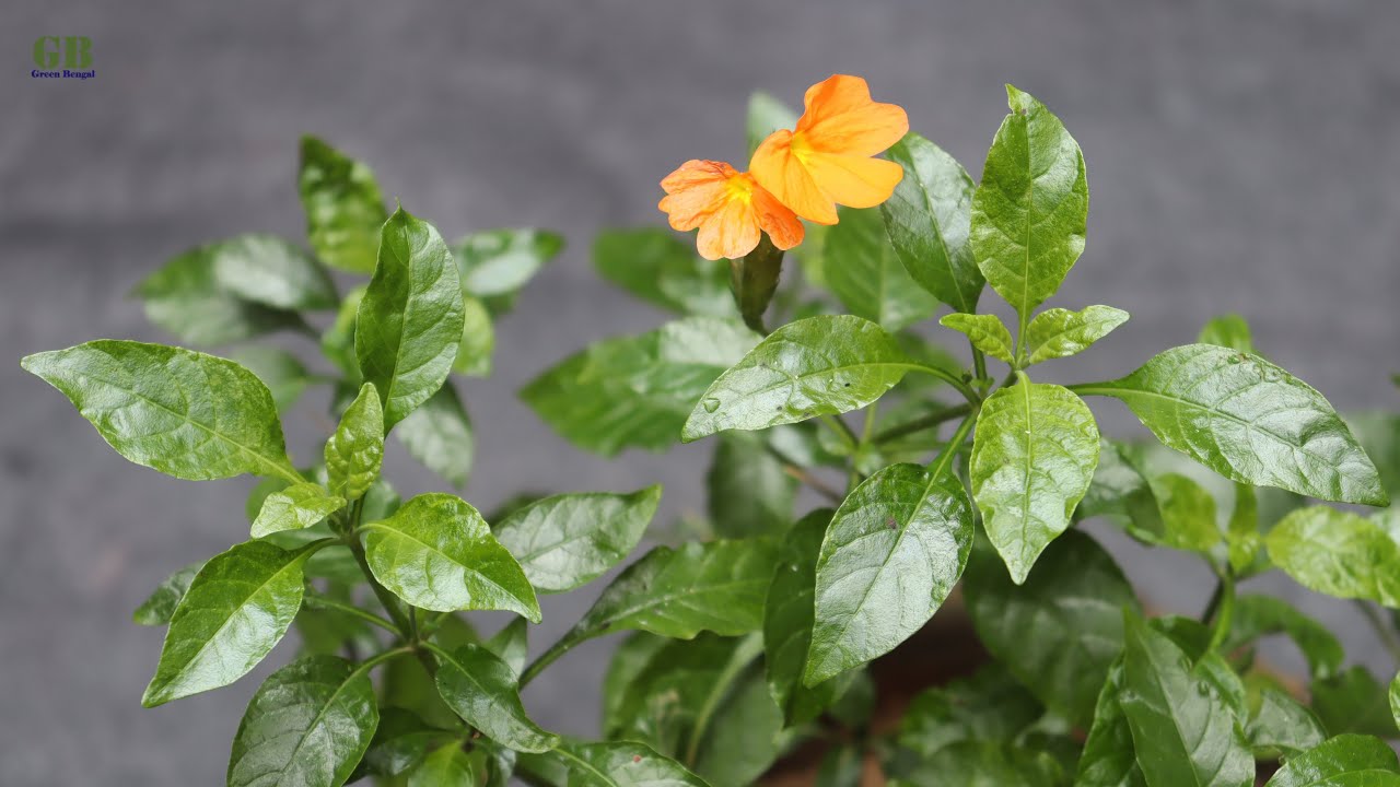 Crossandra infundibuliformis or firecracker flower propagation and care