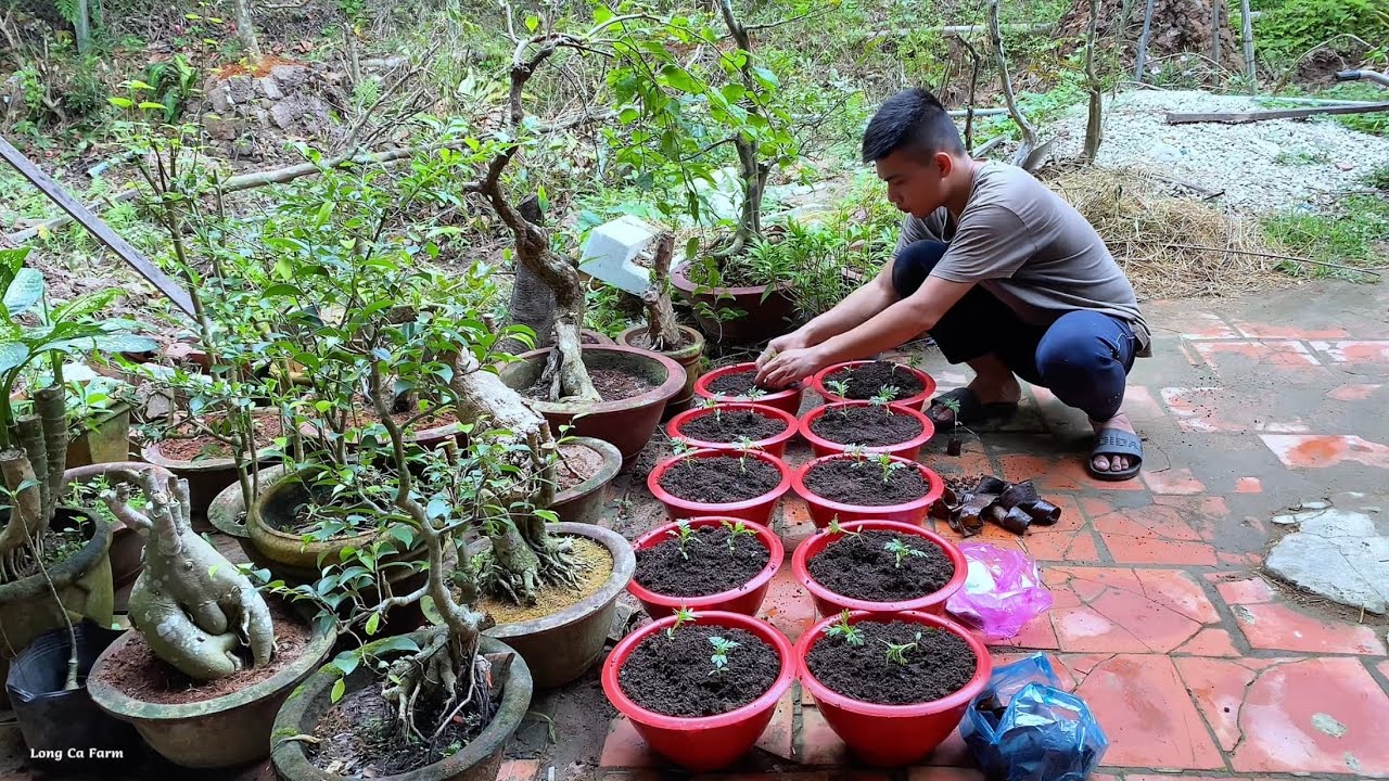 Growing and caring for a clean vegetable garden in the countryside | Long Ca Farm