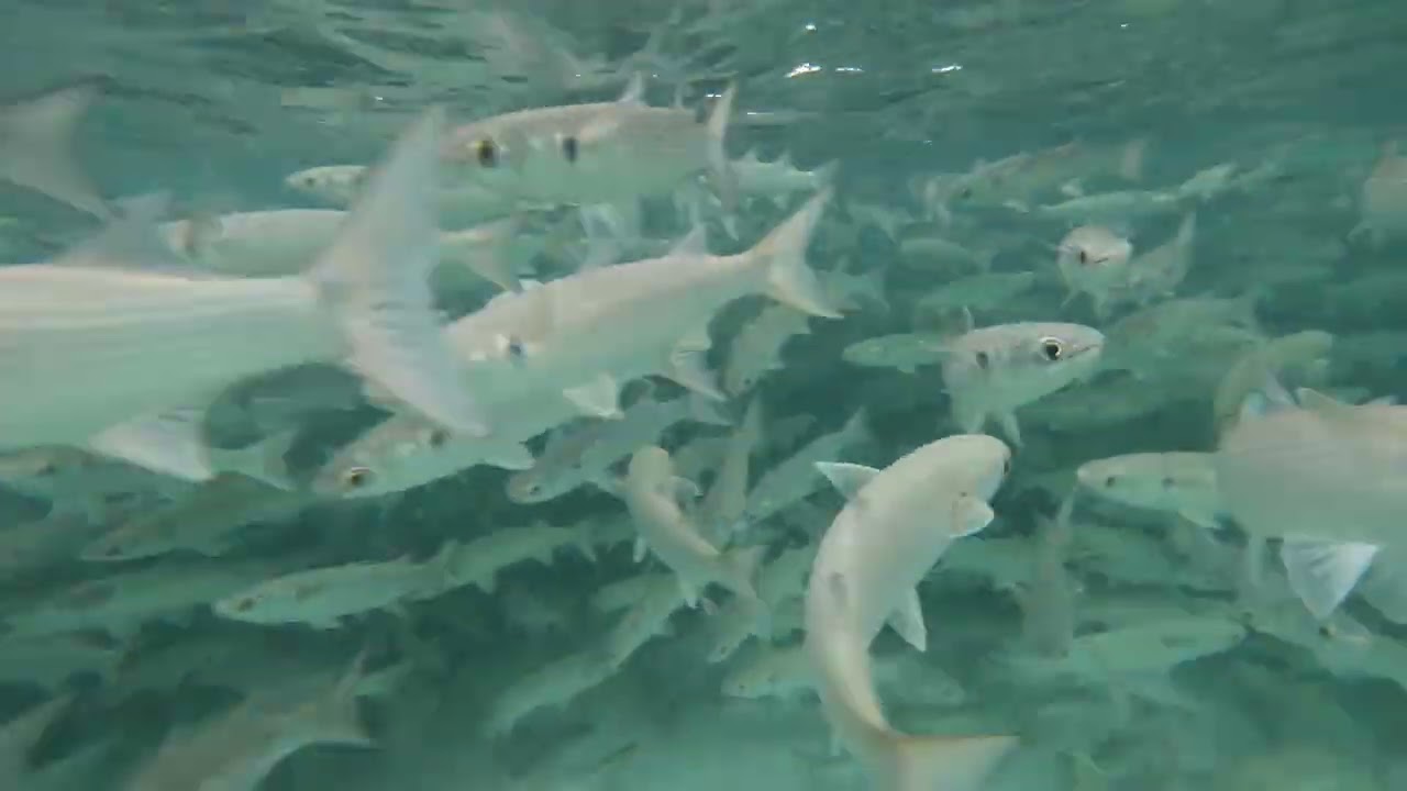 Schools of Stripped Mullet