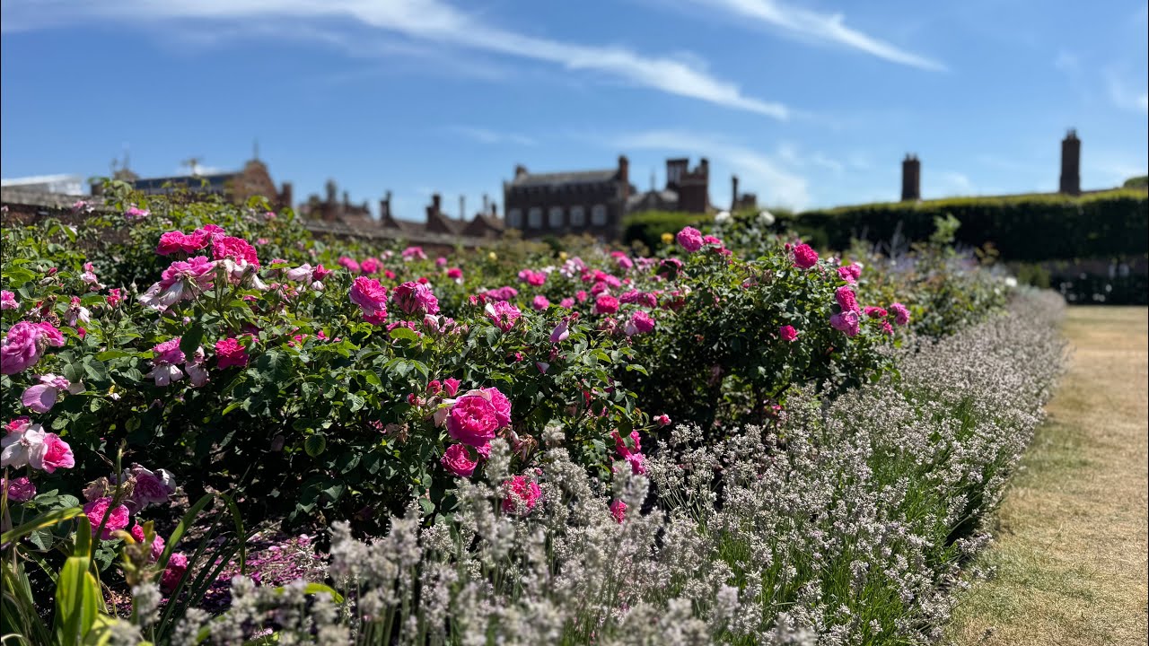 Tour of the Hampton Court Palace Rose Garden | David Austin and English Roses!🌹 ♥️