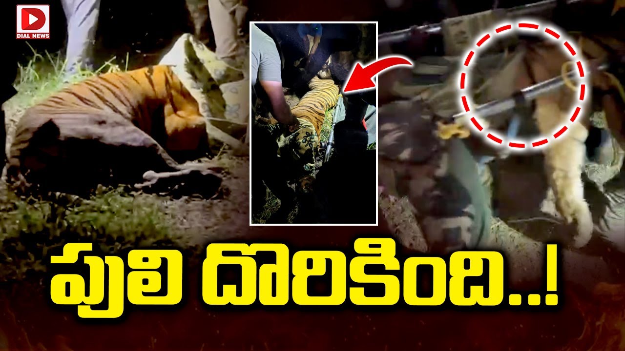 పులి దొరికింది..! Forest Rescue officials captured the Tiger at East Godhavari || Dial News