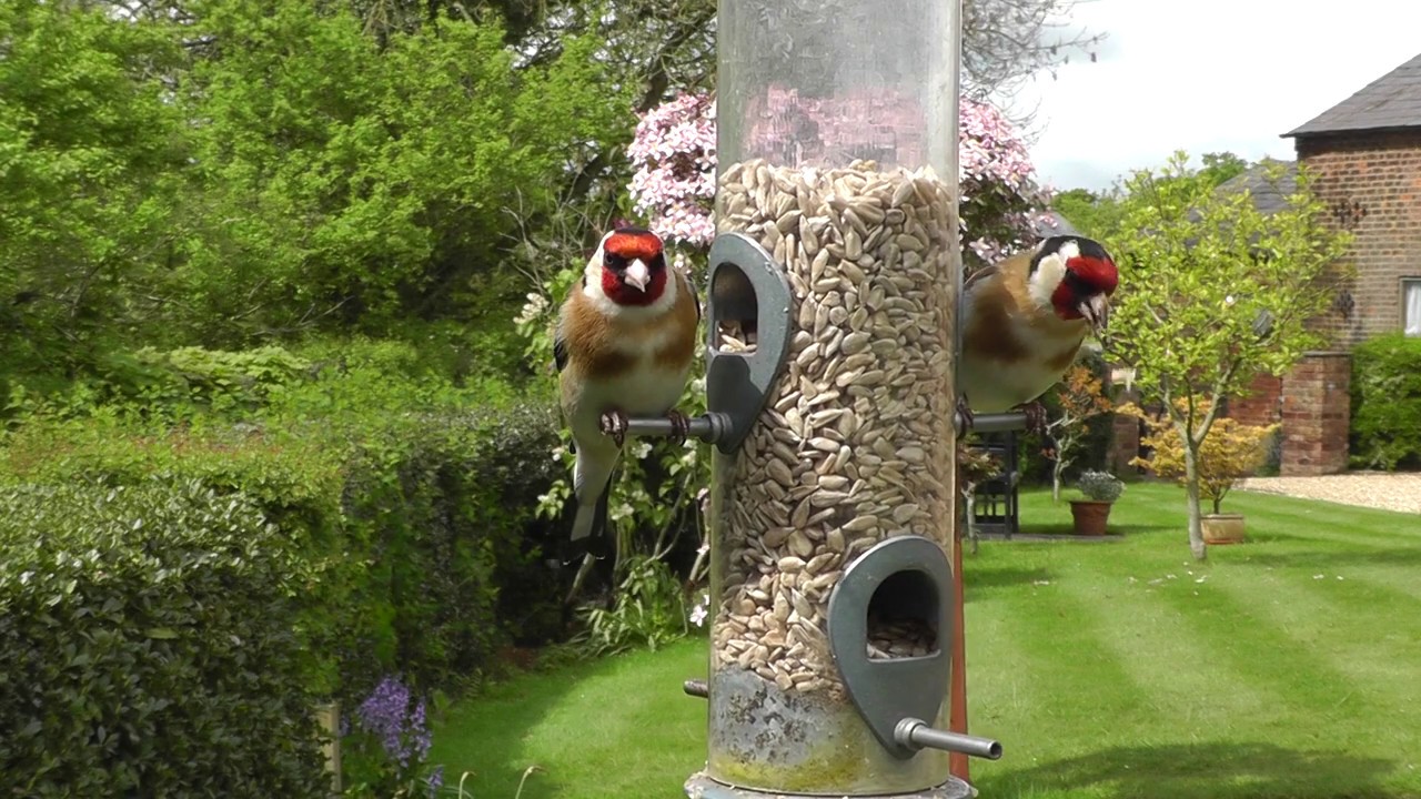 Birds in an English cottage garden