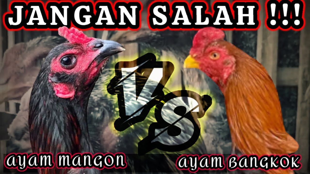 PERBEDAAN AYAM MANGON DENGAN AYAM BANGKOK