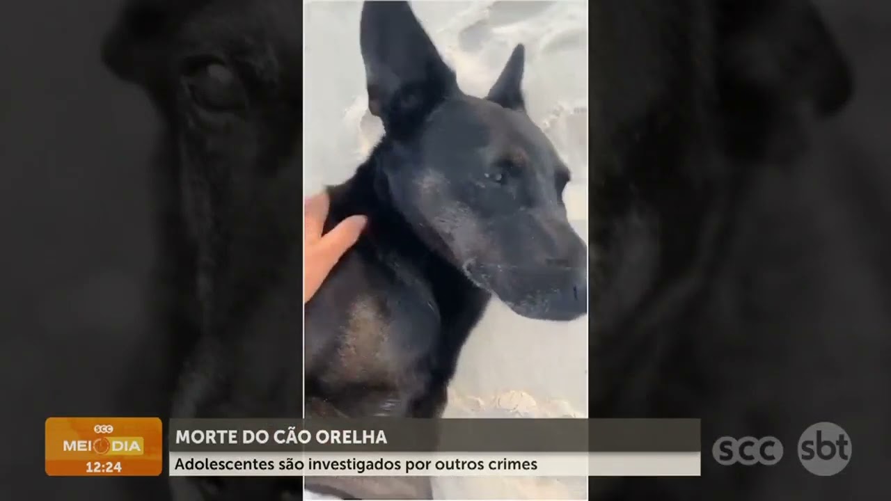 Após morte do cão Orelha, adolescentes viram alvo de investigação | Segurança | SCC Meio-Dia