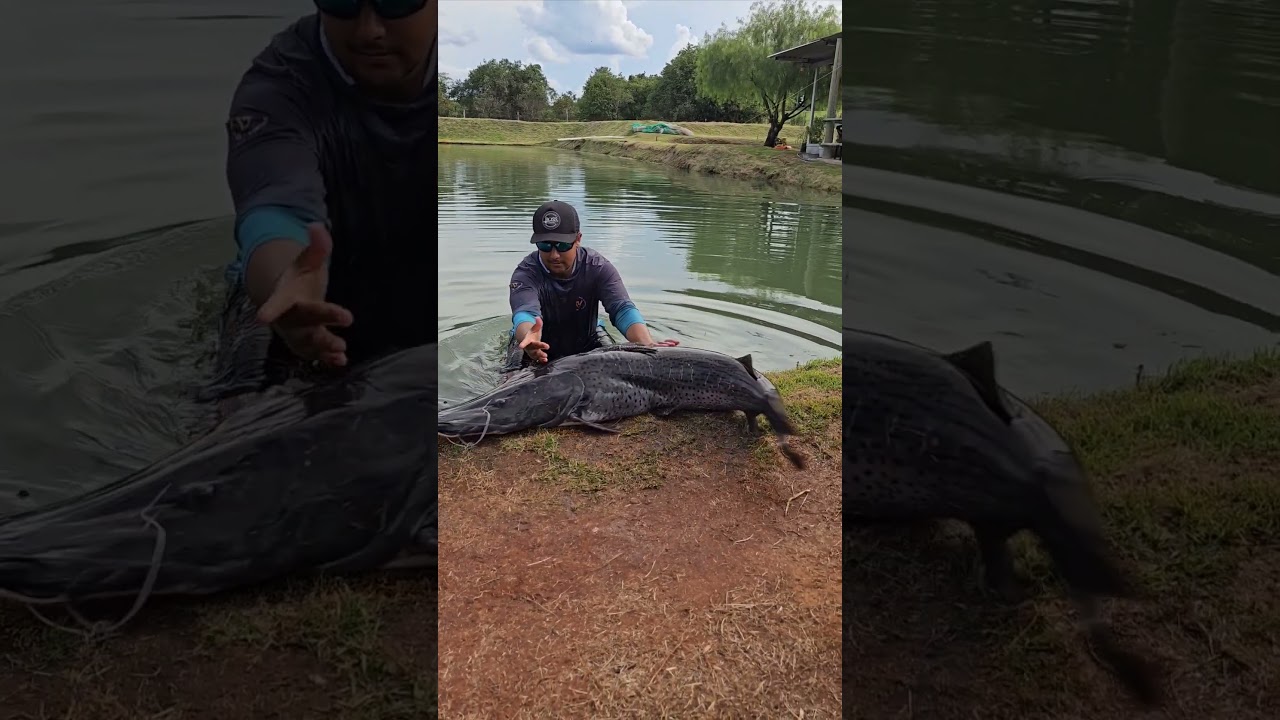 PINTADO VERDADEIRO GIGANTE ! #pesca #pesqueiro #pintado #peixedecouro #catfish