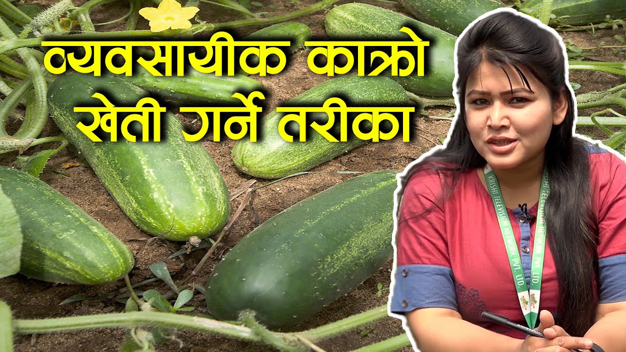 कसरी गर्ने व्यवसायीक काक्रो खेती? | Namaste Kisan