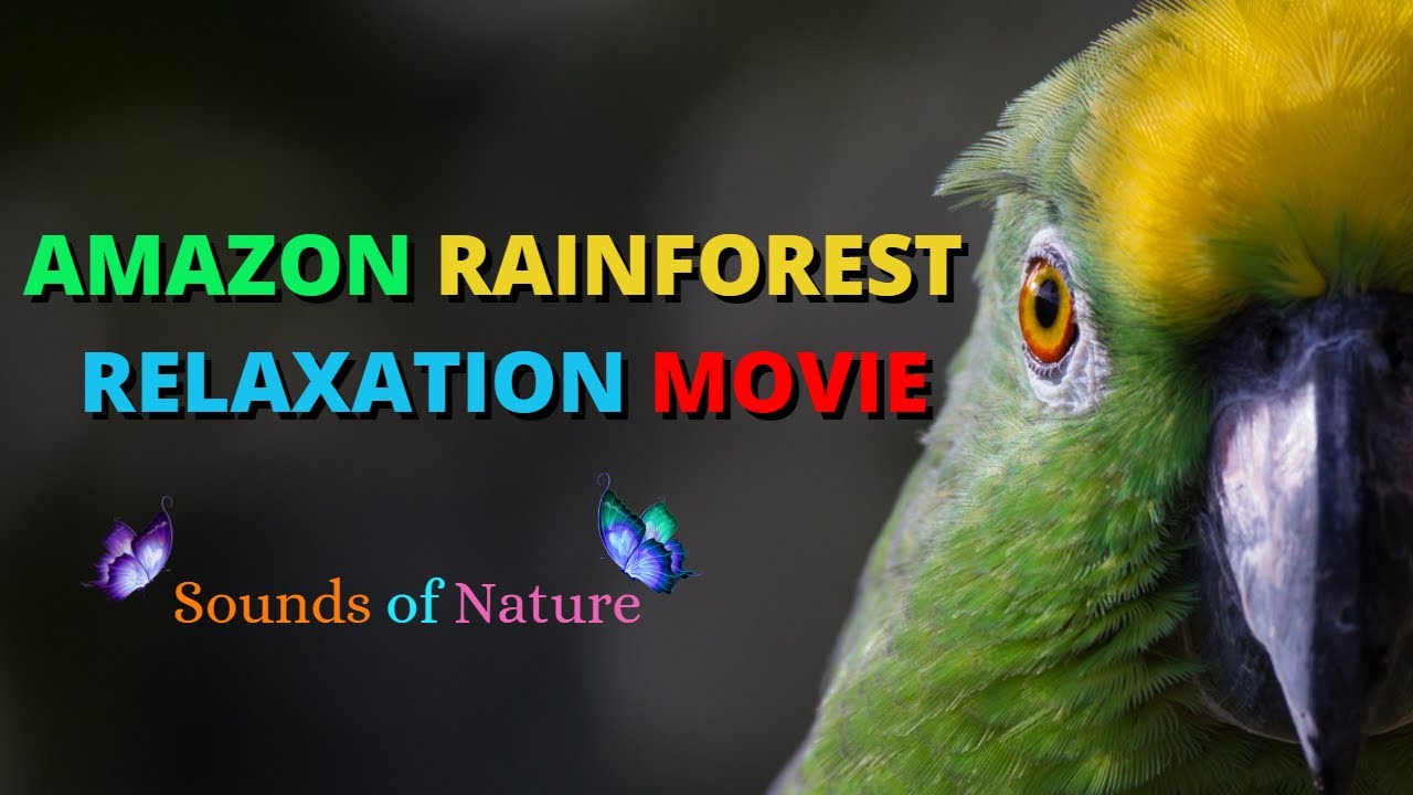 Amazon Wildlife In 4K - Animals That Call The Jungle Home | Amazon Rainforest | Relaxation Film