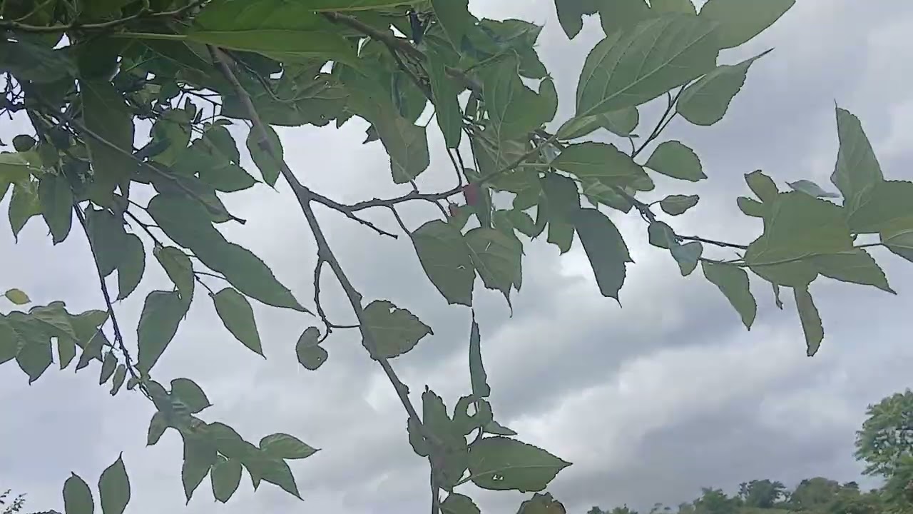 Mais um dia no sitio!