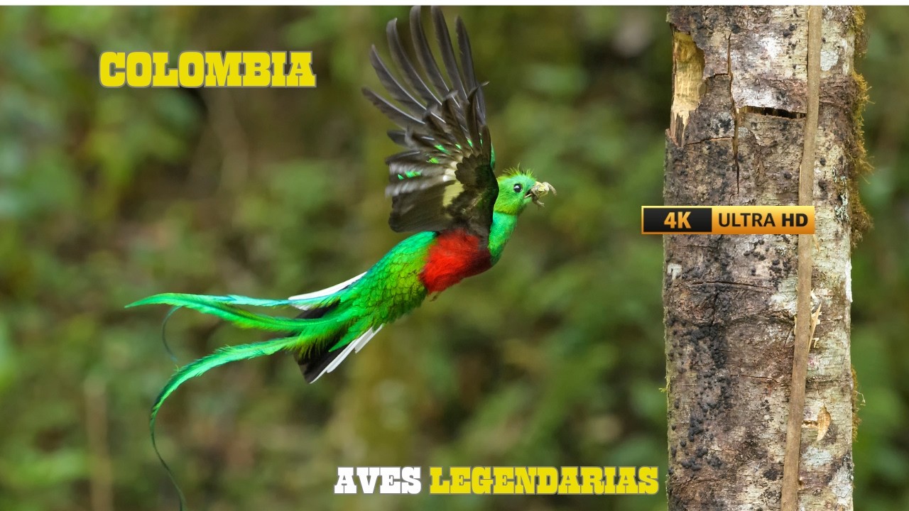 COLOMBIA: AVES Hermosas Y MAJESTUOSAS | DOCUMENTAL Episodio 1