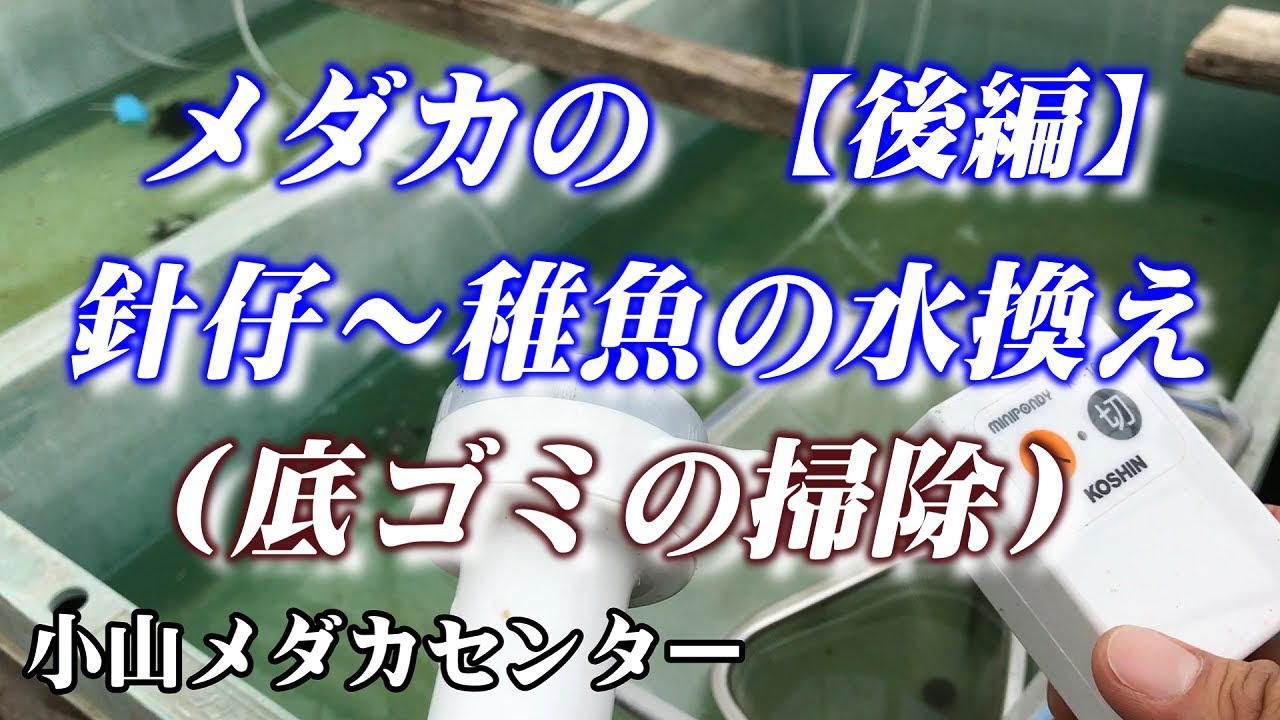 メダカの針仔～稚魚の水換え【後編】（2022年）