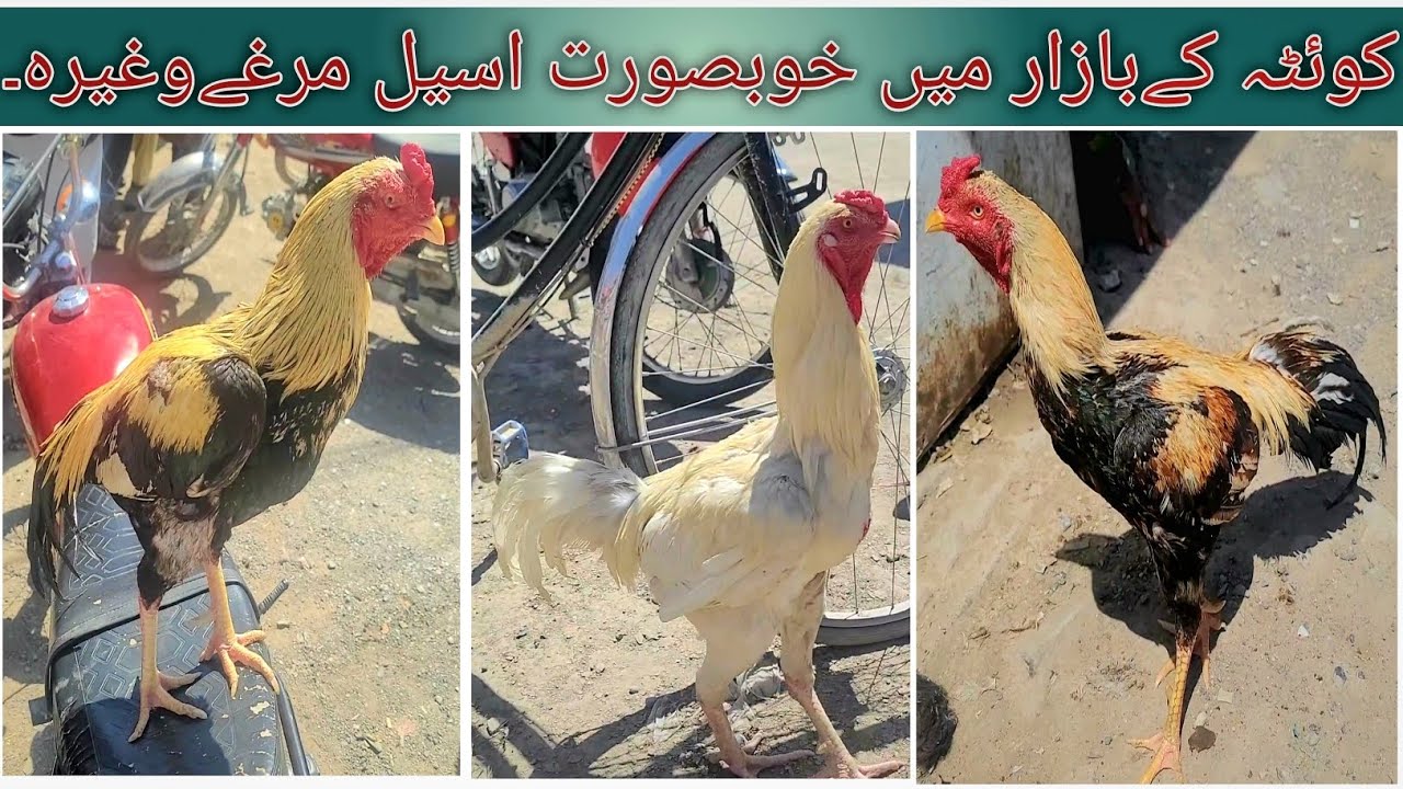 Sunday Aseel Roaster Market QUETTA | Aseel Mandi Mezan Chowk | 24 مارچ 2024 | URDU/HINDI |.