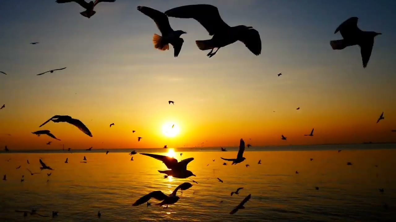 Beautiful Sunset view||Infinitive Greenery #nature #birds  #naturephotography #sunset #shorts
