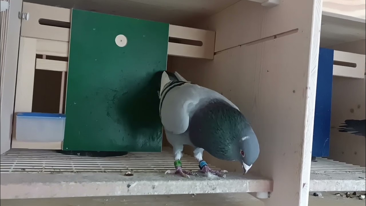 Der 5. Preisflug 2023 / 5. pigeons race 2023