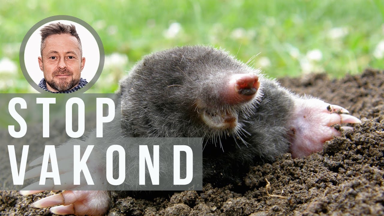 Vigyázat! Vakond(ok) a gyepháló alatt. Van megoldás?