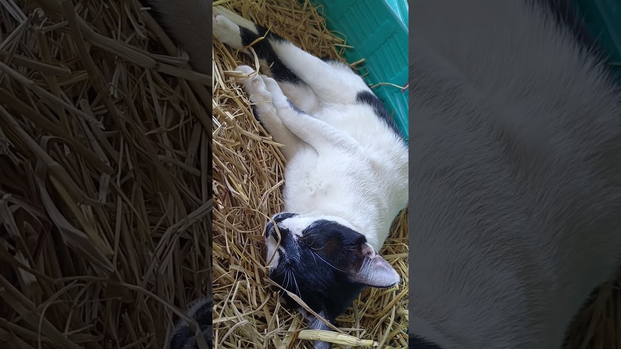 พอไปเที่ยวเสร็จกลับมาเนี่ย_นอนอย่างนี้เลย_หนูไม่ไหว | 10-1-2569