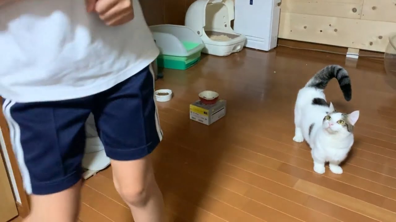 娘のことをポテポテと追いかける猫