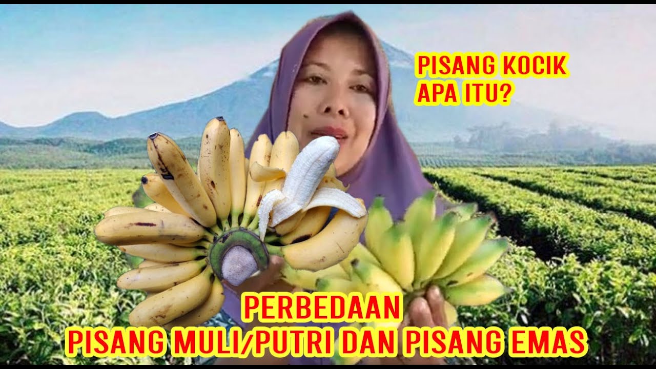 CIRI-CIRI PISANG🍌 PUTRI - EMAS - KOCIK YANG BELOM DIKETAHUI BANYAK ORANG