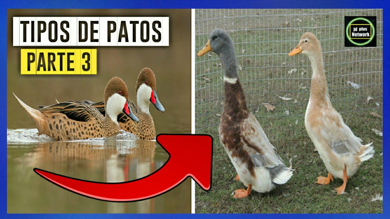 6 Tipos de Patos 🐥 Razas de Patos 🐣 Especies de Patos 📛Parte 3✅🏞