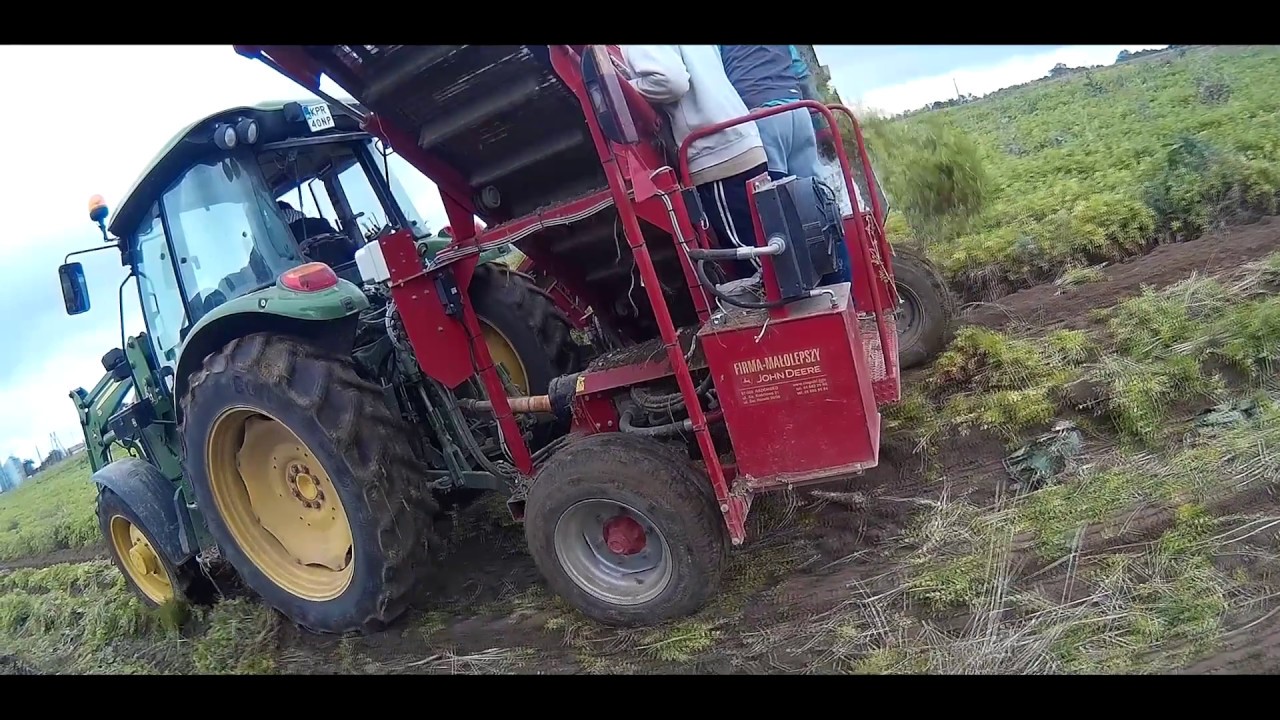 Kopanie pietruszki 2016 / JD / Claas / Weremczuk
