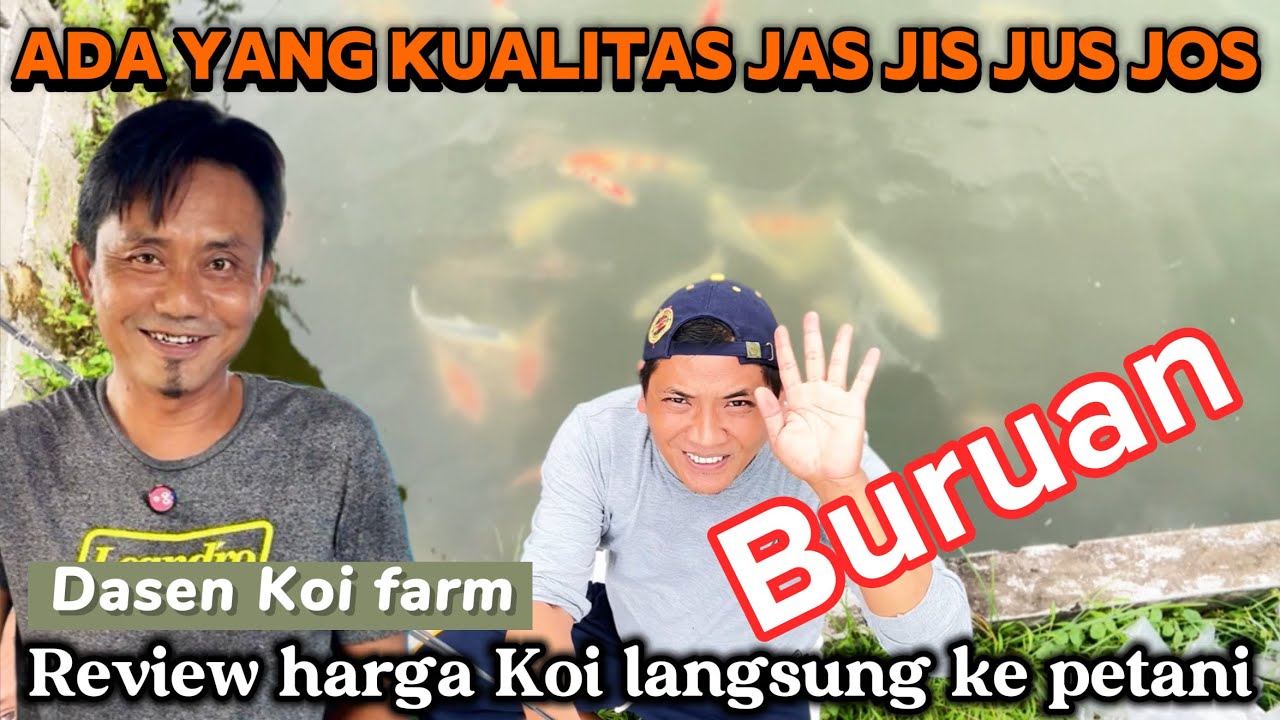 Buruan‼️ada koi yang kualitas jas jis jus jos di petani Koi sederhana ini 