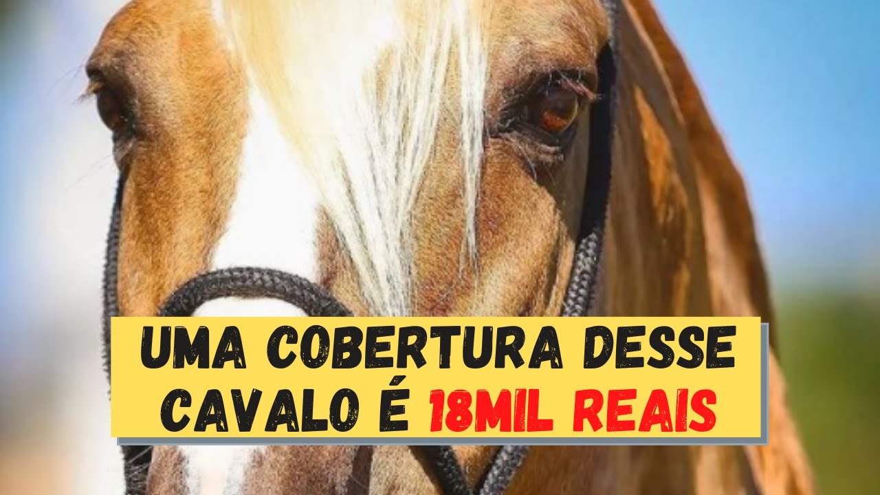 Fator da Cavarú-Retã - Um dos melhores reprodutores do Mangalarga Marchador